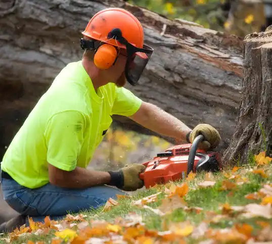 tree services Ridgeland